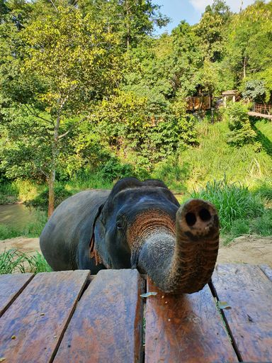 A vertical shot of the trunk of a cute elephant standing behind the wooden planks in the reserve