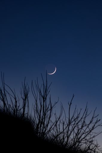 A vertical shot of a moon in a dark sky at the night through bare tree branches
