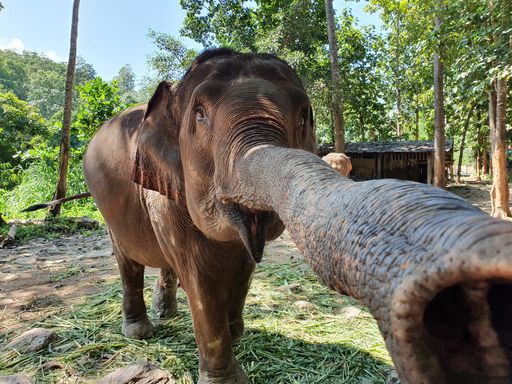 A closeup shot of the long trunk of a cute elephant walking in the reserve