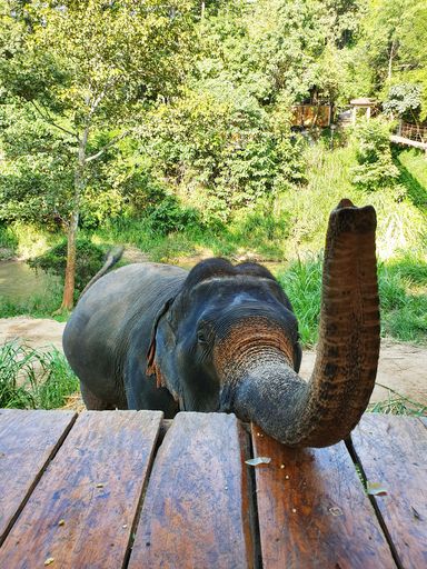 A vertical shot of the trunk of a cute elephant standing behind the wooden planks in the reserve