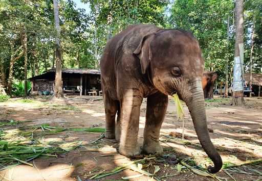 A cute brown elephant walking in the reserve