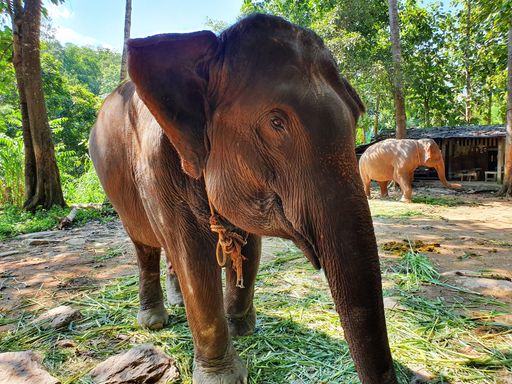 A cute brown elephant walking in the reserve