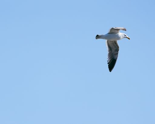A close up of a flying Seagull in Santa Cruz California