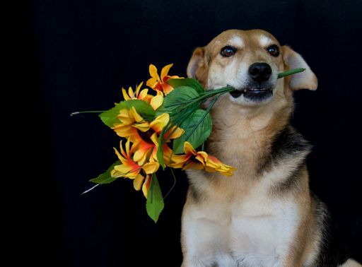 portrait dog with a bouquet of flowers in his mouth on a black background