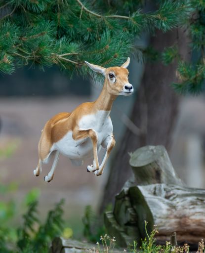 A vertical shot of a baby deer jumping in a forest in a blurred background