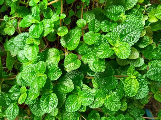 A closeup shot of a bunch of mint leaves growing in the garden for backgrounds