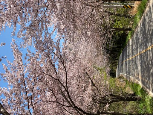 A vertical shot of a road passing through blossomed cherry trees in the garden on a sunny day
