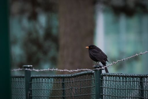A closeup shot of a common blackbird sitting on a metal fence