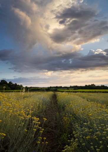 A beautiful view of a field of everlasting flowers with puffy clouds in  Croatia - Helichrysum, Italian strawflower, immortelle, and curry plant