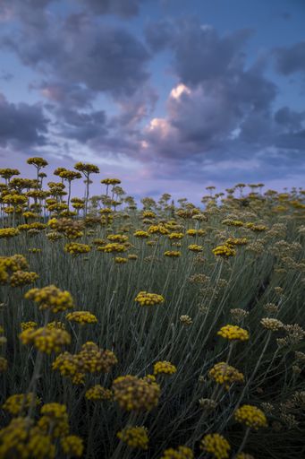 A beautiful view of a field of everlasting flowers with puffy clouds in  Croatia - Helichrysum, Italian strawflower, immortelle, and curry plant