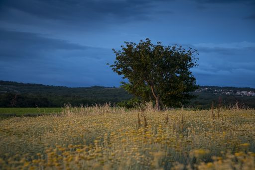 A beautiful view of a field of everlasting flowers in Istria, Croatia - Helichrysum italicum, Italian strawflower, immortelle, and curry plant
