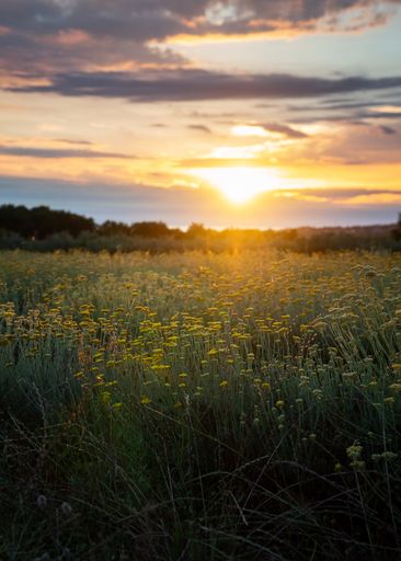 A beautiful view of a field of everlasting flowers in Istria, Croatia - Helichrysum italicum, Italian strawflower, immortelle, and curry plant