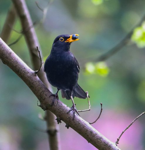 A portrait of a fluffy blackbird perched on a tree branch in the colored blurry background