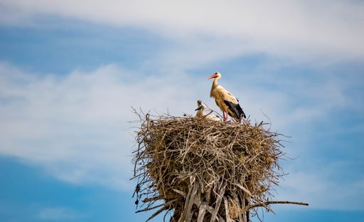 White storks in the nest against the cloudy sky