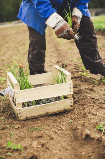 A farmer transplanting green onions in the field