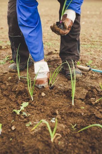 A farmer transplanting green onions in the field