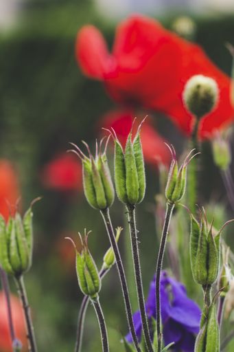 A soft focus of columbine flower buds against a blurry flower background at a garden