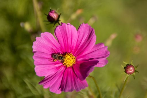 A macro shot of a bee on a pink Cosmos bipinnatus flower