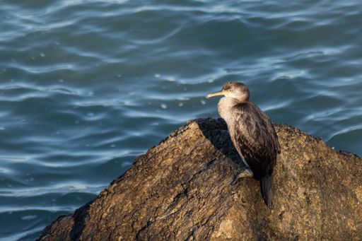 A closeup shot of a Phalacrocorax or cormorant sitting on a rock near a water