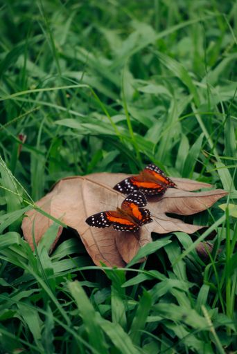 The close-up shot of red Vanessa butterflies on a dry leaf on the fresh grass