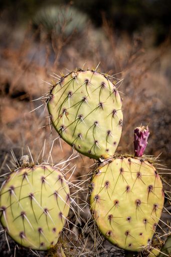 A selective focus shot of the prickly pear cactus captured in Sedona, Arizona