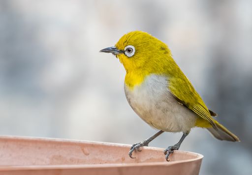 A closeup shot of a White Eye Oriental Bird drinking water from a pot