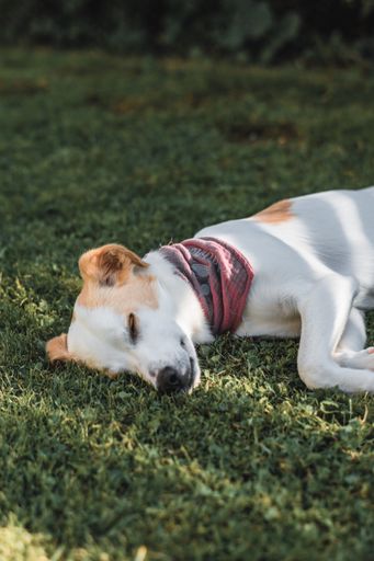 A vertical shot of a dog sleeping on grass