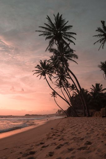 A vertical shot of palm trees on the beach at sunset