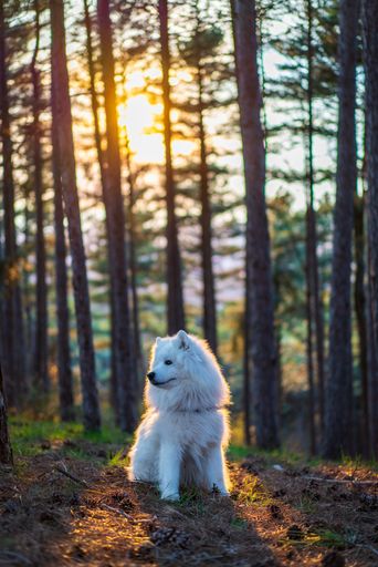 A vertical  shot of a Samoyed dog in the forest