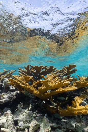 A beautiful shot of underwater nature