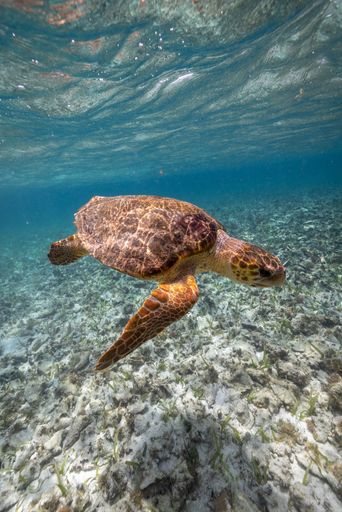 A beautiful shot of a turtle in underwater nature