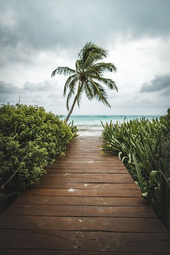 A vertical shot of the wooden bridge passing through the plants and palm tree at the beach on a gloomy day
