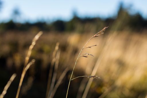A closeup shot of a wheat spike growing in the field on a sunny day with blurred background