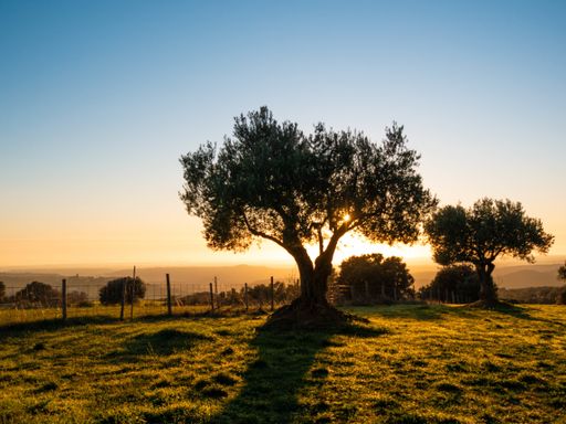 A beautiful view of the trees on a grass-covered farm captured at sunset