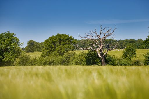 A dead oak tree near the city Plon, Ploen, Schleswig-Holstein, Germany