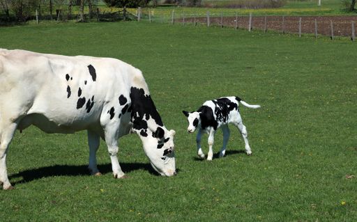 A beautiful shot of cows grazing in a farm grassland
