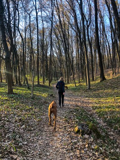 A vertical back view of a person and their dog on a walking trail through a forest