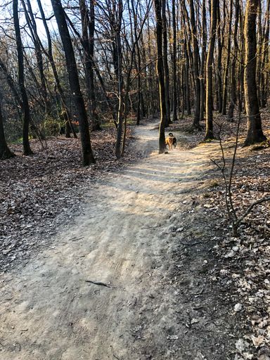 A vertical shot of a dry trail through a dry forest with running dogs in the distance