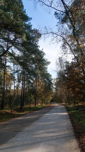 A vertical shot of a walking trail through a fall forest with trees