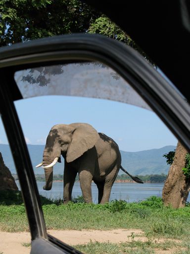 A vertical shot of an elephant on an opened car door foreground in Mana Pools National Park, Zimbabwe