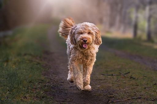 A beige Labradoodle running on a dirt road in a blur