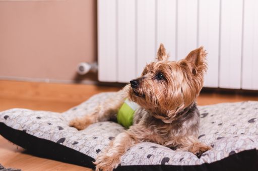 Dog in diaper. Senior Yorkshire terrier lying on his bed and wearing a diaper for urinary incontinence.