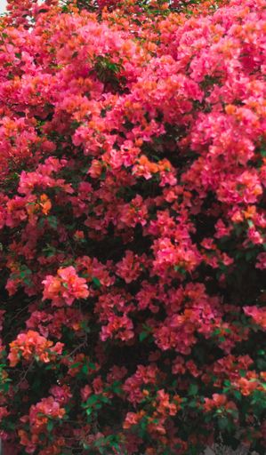 A vertical shot of fresh pink bougainvillea flowers