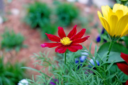 A selective focus shot of red and yellow garden cosmos flowers
