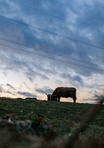 A vertical of a Scottish cow grazing in the Allgau at sunset