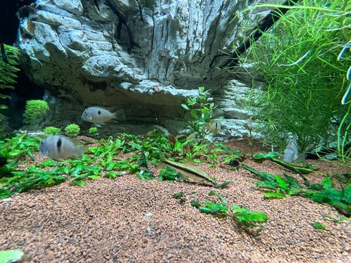 A closeup shot of Cichlid fishes swimming in an aquarium