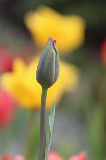 A vertical of an unopened garden tulip bud on blurred background