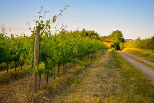 A beautiful shot of a vineyard near the road under on a blue cloudy sky