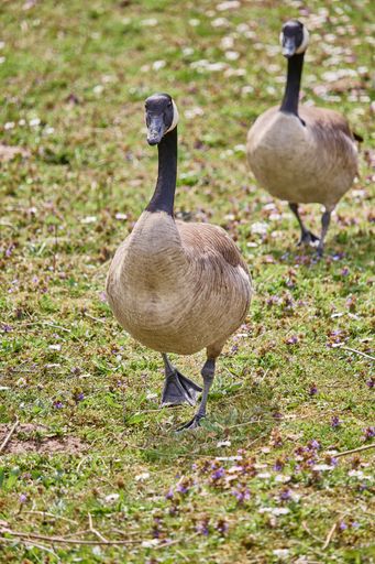 A vertical closeup shot of two geese with a black neck and head, walking on the grass