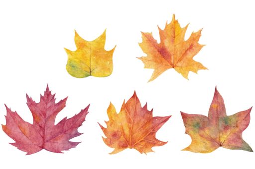 A drawing of autumn leaves isolated on white background